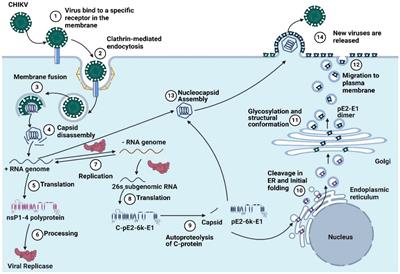 Chikungunya virus vaccine: a decade of progress solving epidemiological dilemma, emerging concepts, and immunological interventions